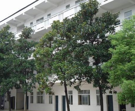 株洲市天鵝湖小學(xué)圖片
