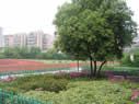杭州市拱宸橋小學圖片