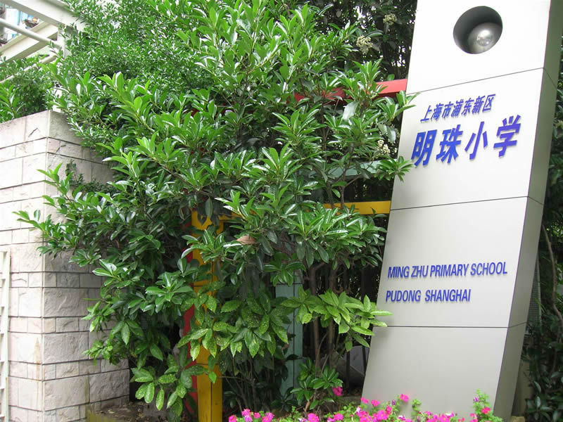 上海市浦東新區(qū)明珠小學(xué)A區(qū)圖片