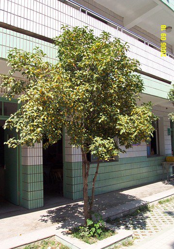 江蘇教育學(xué)院附屬小學(xué)圖片